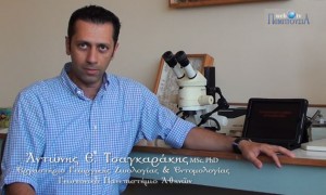Ο Δρ. Αντώνης Τσαγκαράκης μιλά για την Αφίδα, το νέο μεγάλο κίνδυνο για τα εσπερειδοειδή